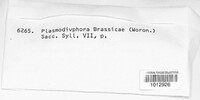 Plasmodiophora brassicae image